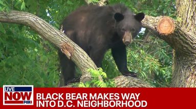 Black bear roams DC neighborhood | LiveNOW from FOX