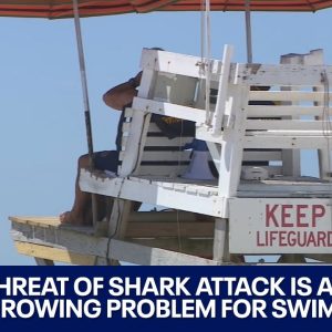 Shark bites surge along Long Island, putting swimmers at risk | LiveNOW from FOX