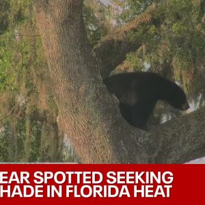Black Bear in the City: Several bears seen in Orlando, FL during mating season | LiveNow from FOX