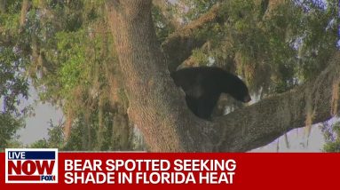 Black Bear in the City: Several bears seen in Orlando, FL during mating season | LiveNow from FOX