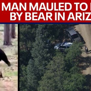 Deadly bear attack Arizona: man mauled to death in 'unprovoked attack' | LiveNOW from FOX