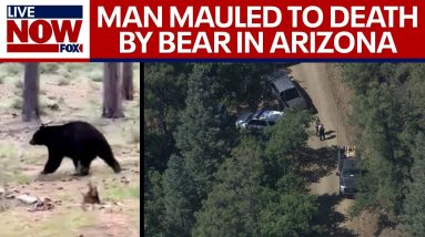 Deadly bear attack Arizona: man mauled to death in 'unprovoked attack' | LiveNOW from FOX