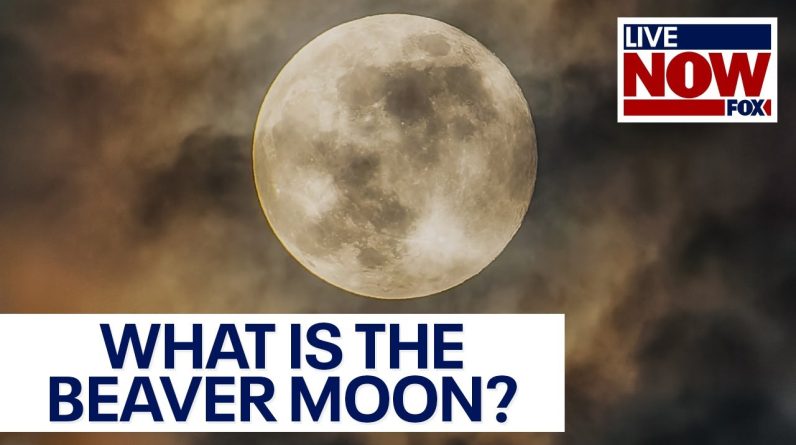 Beaver Moon: How and when to see the second-to-last full Moon of the year | LiveNOW from FOX