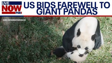 Giant Pandas depart national Zoo for China | LiveNOW from FOX