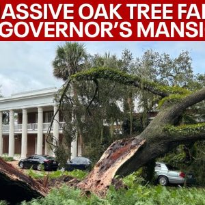 Hurricane Idalia: Florida Governor's Mansion hit by 100-year-old Oak Tree | LiveNOW from FOX