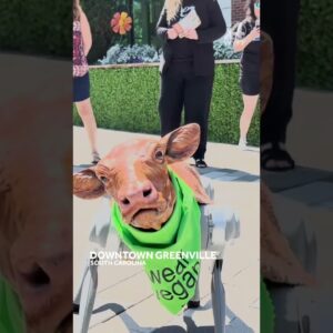 AI-powered calf robot, created by PETA, walks around downtown Greenville