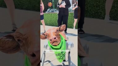AI-powered calf robot, created by PETA, walks around downtown Greenville
